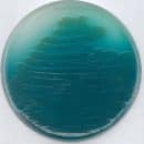 Agar P Pseudomonas (base)