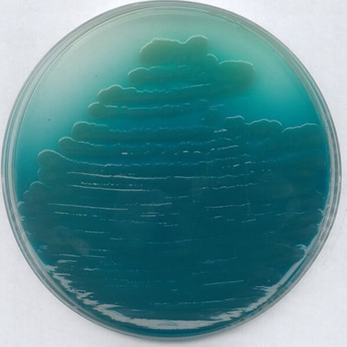 Agar P Pseudomonas (base)