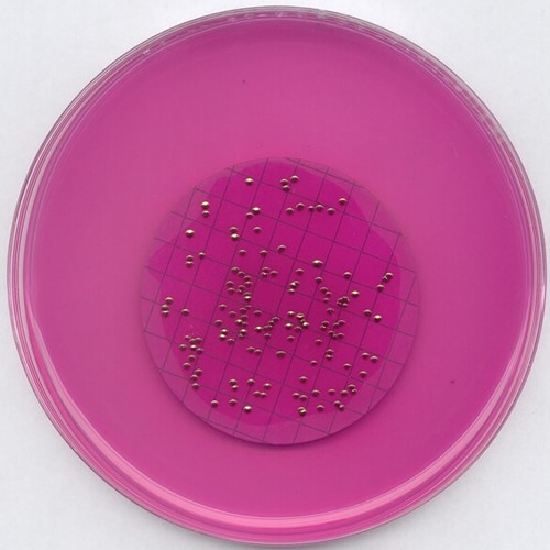 Agar m-ENDO LES