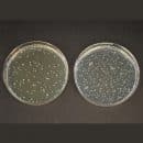 Agar propionato TOS (base)
