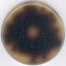 Bílis esulina azida agar, segundo ISO 7899-2