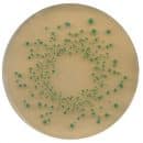 Chromocult® TBX agar (tryptone bile X-glucuronide)