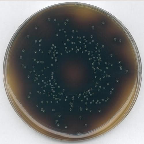 Ágar selectivo para Listeria Oxford (base)