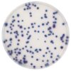 Chromocult® Coliform agar