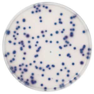 Chromocult® Coliform agar